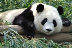 "Atlanta Zoo Panda" by Rob (Flickr profile)